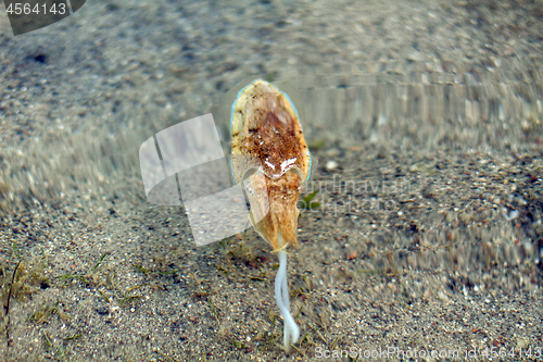 Image of Sea cuttlefish is swimming in the water