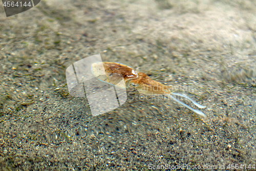 Image of Sea cuttlefish is swimming in the water