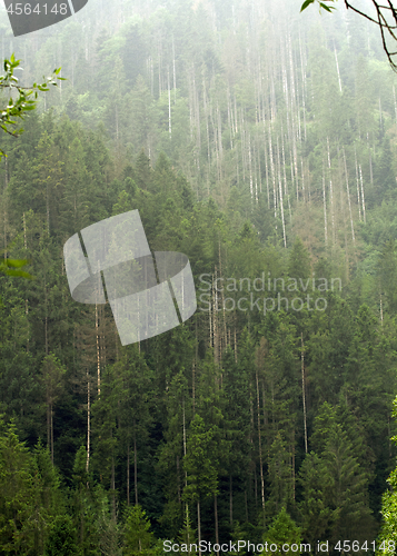 Image of Spruce trees if fog