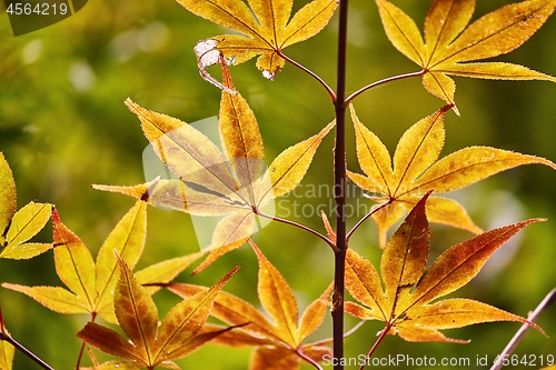 Image of Autumn tree leaves