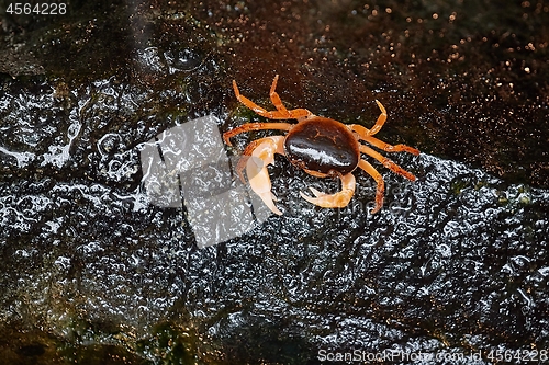 Image of Japanese Freshwater Crab