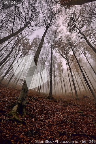 Image of Bare trees against gloomy sky