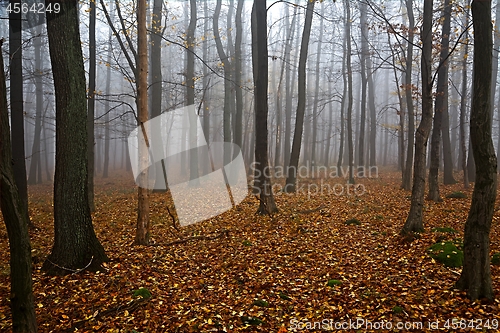 Image of Autumn Forest Fog