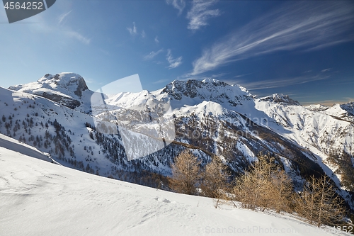 Image of Winter Mountain Forest