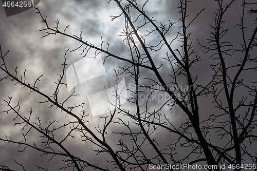 Image of Bare tree branches