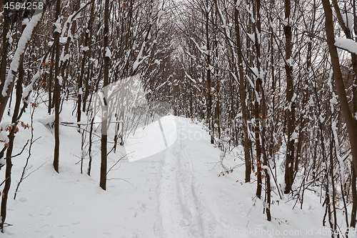 Image of Winter forest path