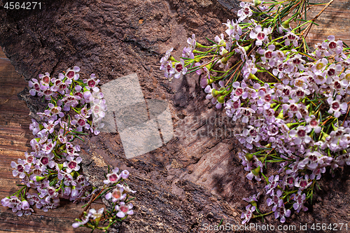 Image of Little Pink Flowers