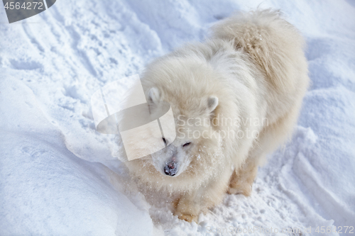 Image of Running Samoyed