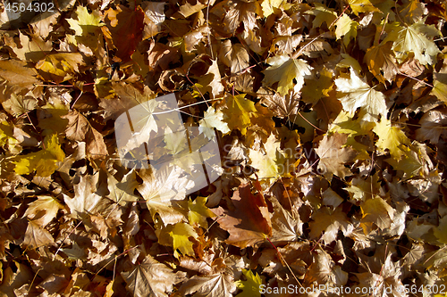 Image of Autumn leaves