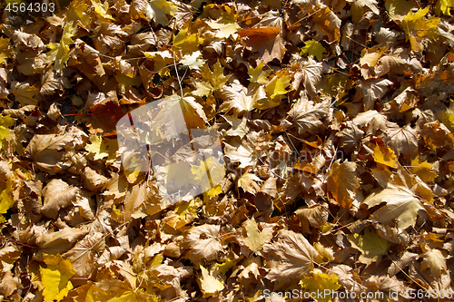 Image of Autumn leaves