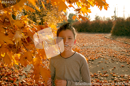 Image of Boy in Autumn Park