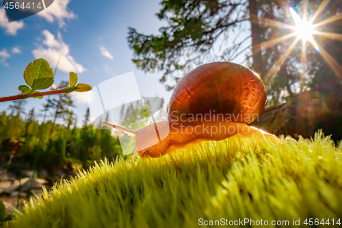 Image of Snail slowly creeping along super macro close-up