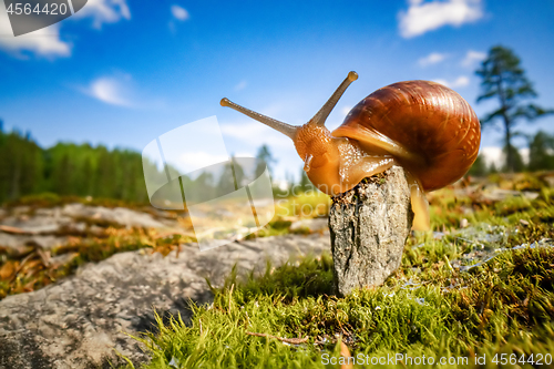 Image of Snail slowly creeping along super macro close-up