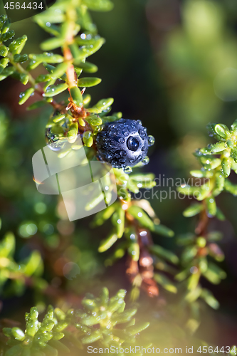 Image of Empetrum nigrum, crowberry, black crowberry, in western Alaska, 