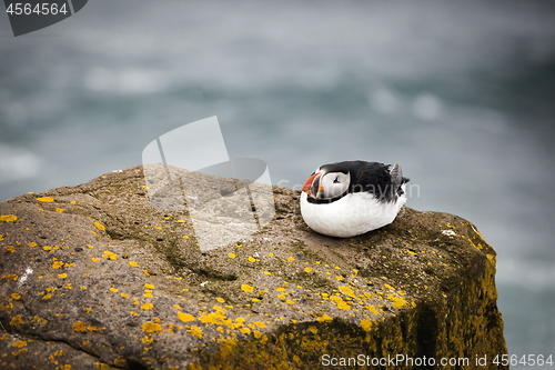 Image of Atlantic Puffin