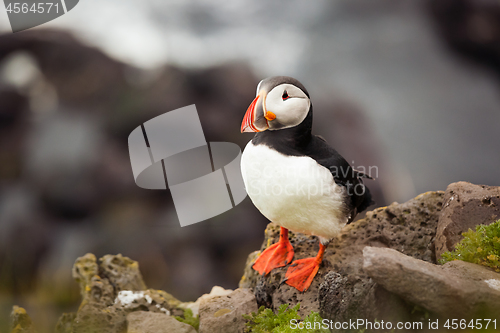 Image of Atlantic Puffin