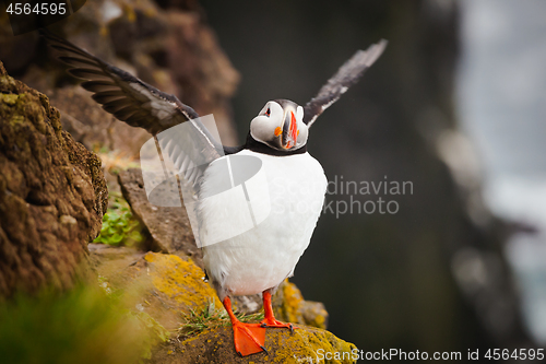 Image of Atlantic Puffin