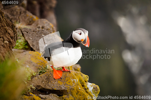 Image of Atlantic Puffin