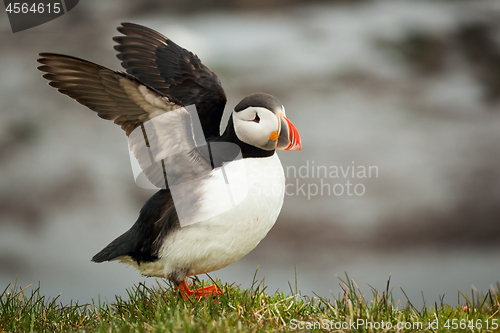 Image of Atlantic Puffin