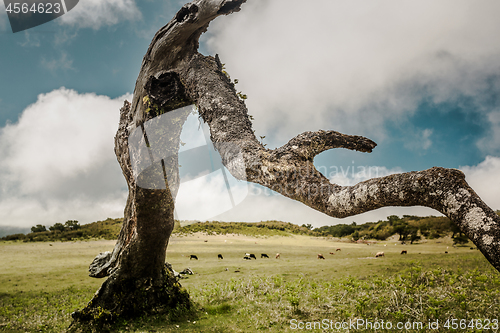 Image of Ancient tree