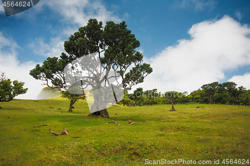 Image of Ancient trees 