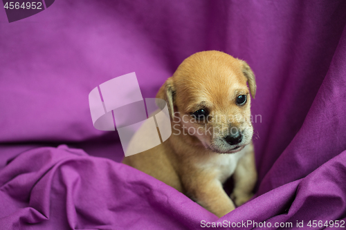 Image of Brown puppy in purple fabric