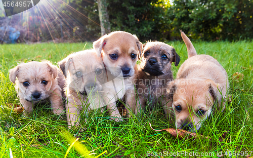 Image of Five brown puppies in the grass