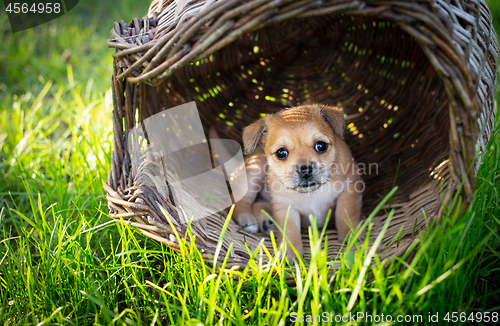 Image of Brown puppy in wicker basket