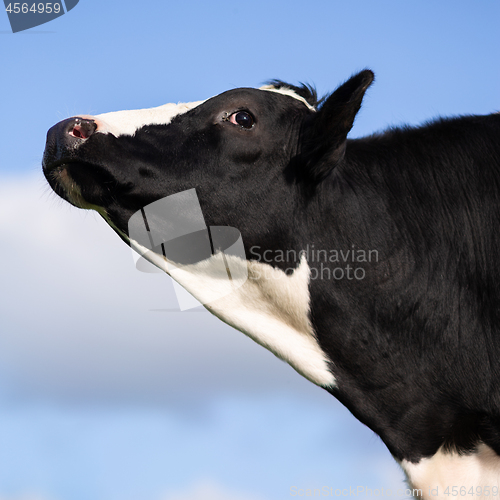 Image of cow with head in the air