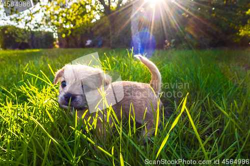 Image of Brown puppy in enlightened grass