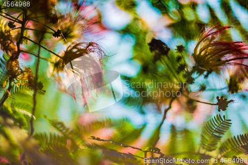 Image of Albizia julibrissin or silk tree in blossom