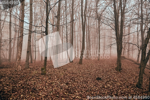 Image of Autumn forest mist