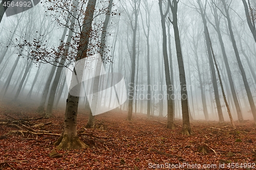 Image of Autumn Forest Fog