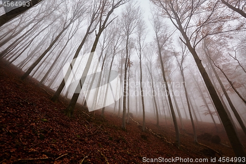 Image of Autumn Forest Fog