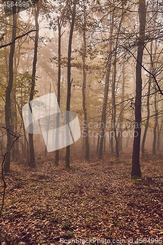 Image of Misty autumn forest fog