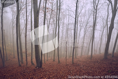 Image of Autumn Forest Fog