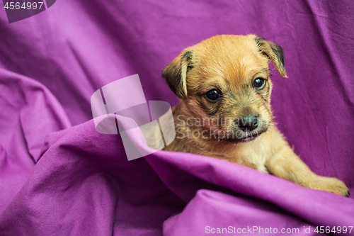 Image of Cute puppy in purple fabric