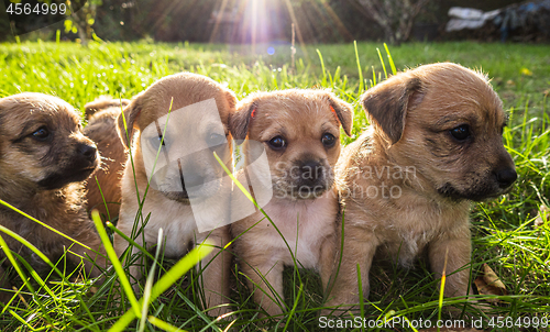 Image of Four brown puppies in the grass