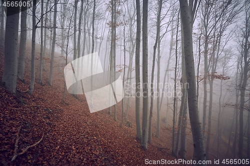 Image of Autumn Forest Fog