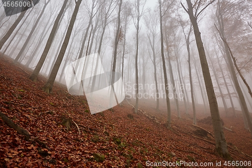 Image of Autumn Forest Fog