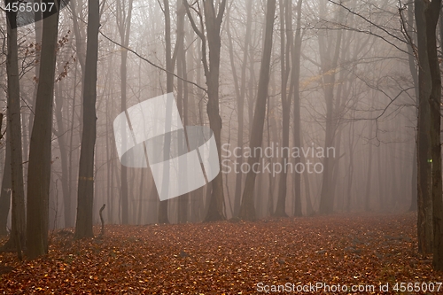 Image of Bare autumn forest fog