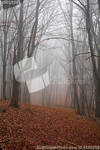 Image of Autumn forest mist