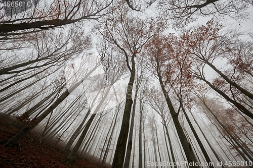 Image of Bare trees against gloomy sky