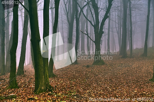 Image of Bare autumn forest fog