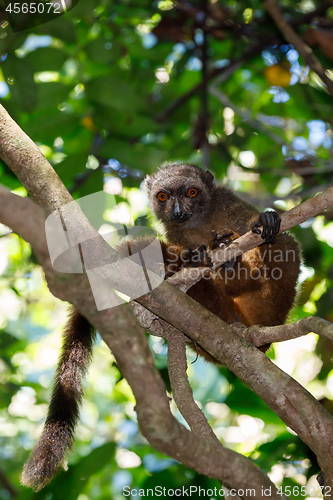 Image of female of white-headed lemur Madagascar wildlife