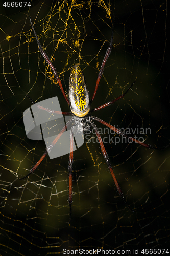 Image of Golden silk orb-weaver on net Madagascar wildlife