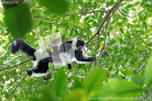 Image of Black-and-white ruffed lemur, Madagascar wildlife