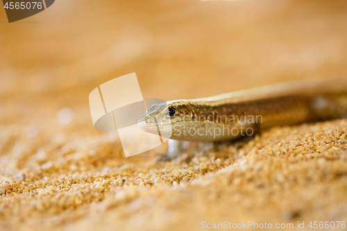 Image of Madagascar girdled lizard, madagascar wildlife