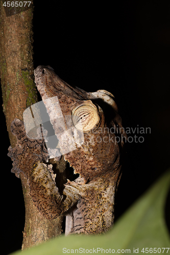 Image of Giant leaf-tailed gecko on tree, Madagascar wildlife