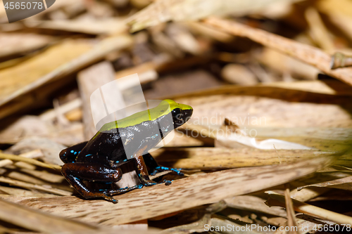 Image of frog Climbing Mantella, Madagascar wildlife
